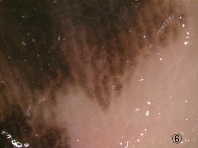 ����̈������F��